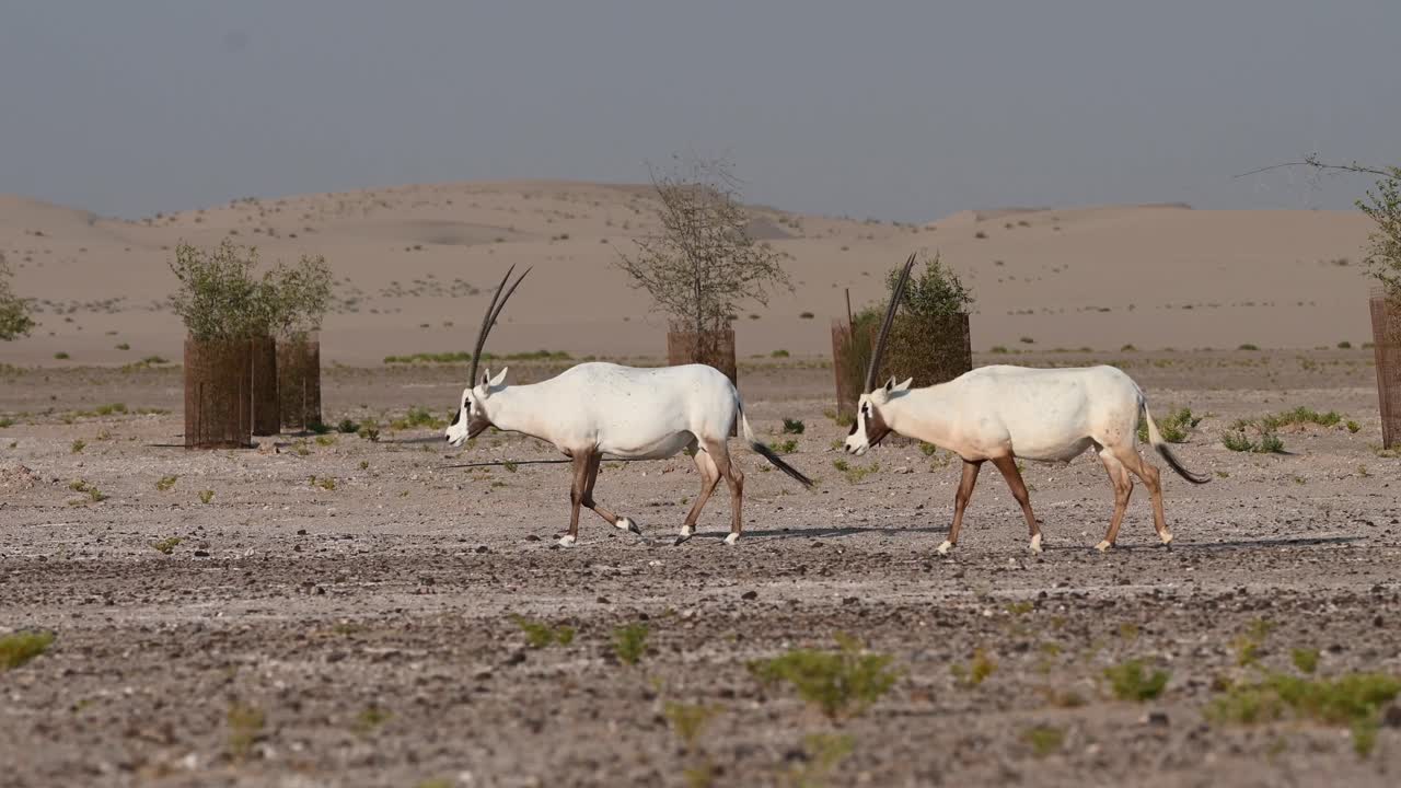 사막의 아라비아 오릭스:아라비아 오릭스는 요르단, 오만, 아랍 에미레이트 연합, 바레인, 카타르의 국가 동물입니다.