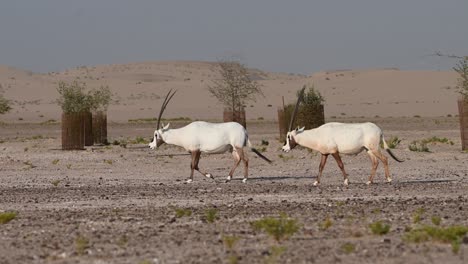 Arabischer-Oryx-In-Der-Wüste:-Arabischer-Oryx-Ist-Das-Nationaltier-Von-Jordanien,-Oman,-Den-Vereinigten-Arabischen-Emiraten,-Bahrain-Und-Katar