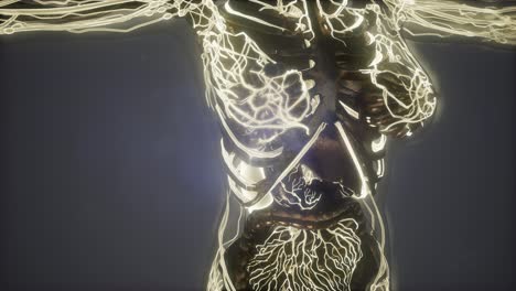 cuerpo humano con vasos sanguíneos brillantes