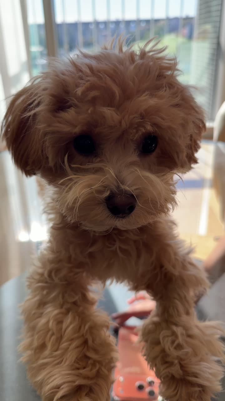 Adorabile cucciolo morbido in piedi su un tavolo di vetro all'interno.