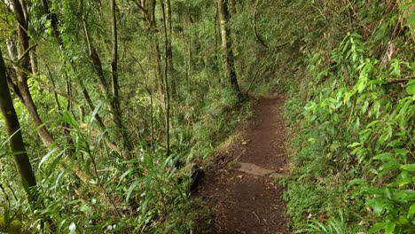 handheld footage along the dave's creek circuit walk in lamington national park, gold coast hinterland, australia