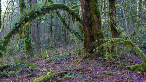 muovendosi attraverso una fitta foresta di alberi coperti di muschio e piante di felce