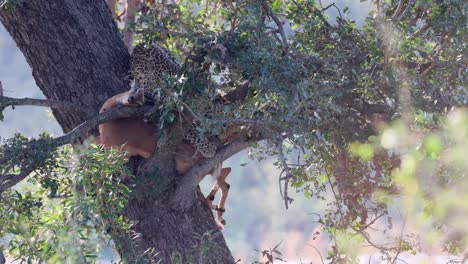 Protegido-En-Un-árbol-Alto,-El-Leopardo-Africano-Comienza-A-Comer-Antílope-Impala