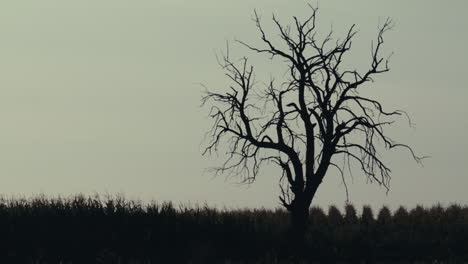 solitary silhouetted tree in a rural field