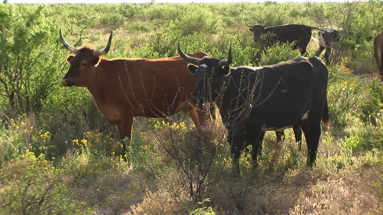 들판에 서 있는 텍사스 긴 뿔 소의 미디엄샷