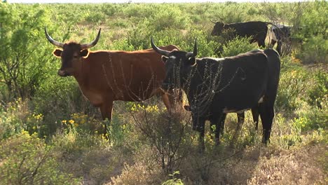 Mediumshot-De-Texas-Ganado-De-Cuerno-Largo-De-Pie-En-Un-Campo