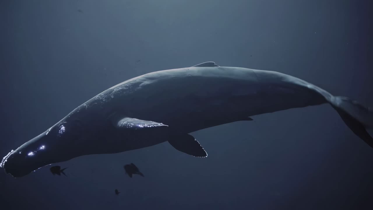 Mysterious Whale in the Deep