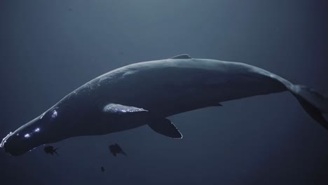 mysterious whale in the deep