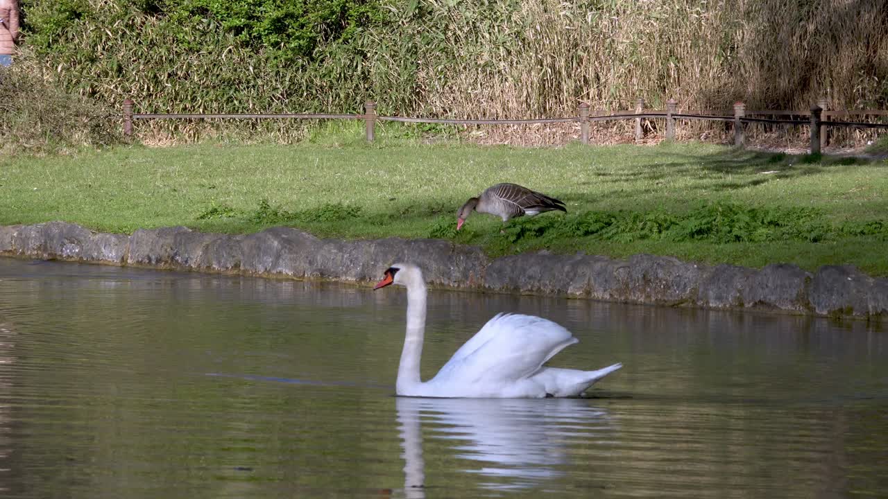 un cisne nadando en un estanque en los jardines ingleses en munich, baviera, alemania