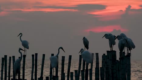 The-Great-Egret,-also-known-as-the-Common-Egret-or-the-Large-Egret