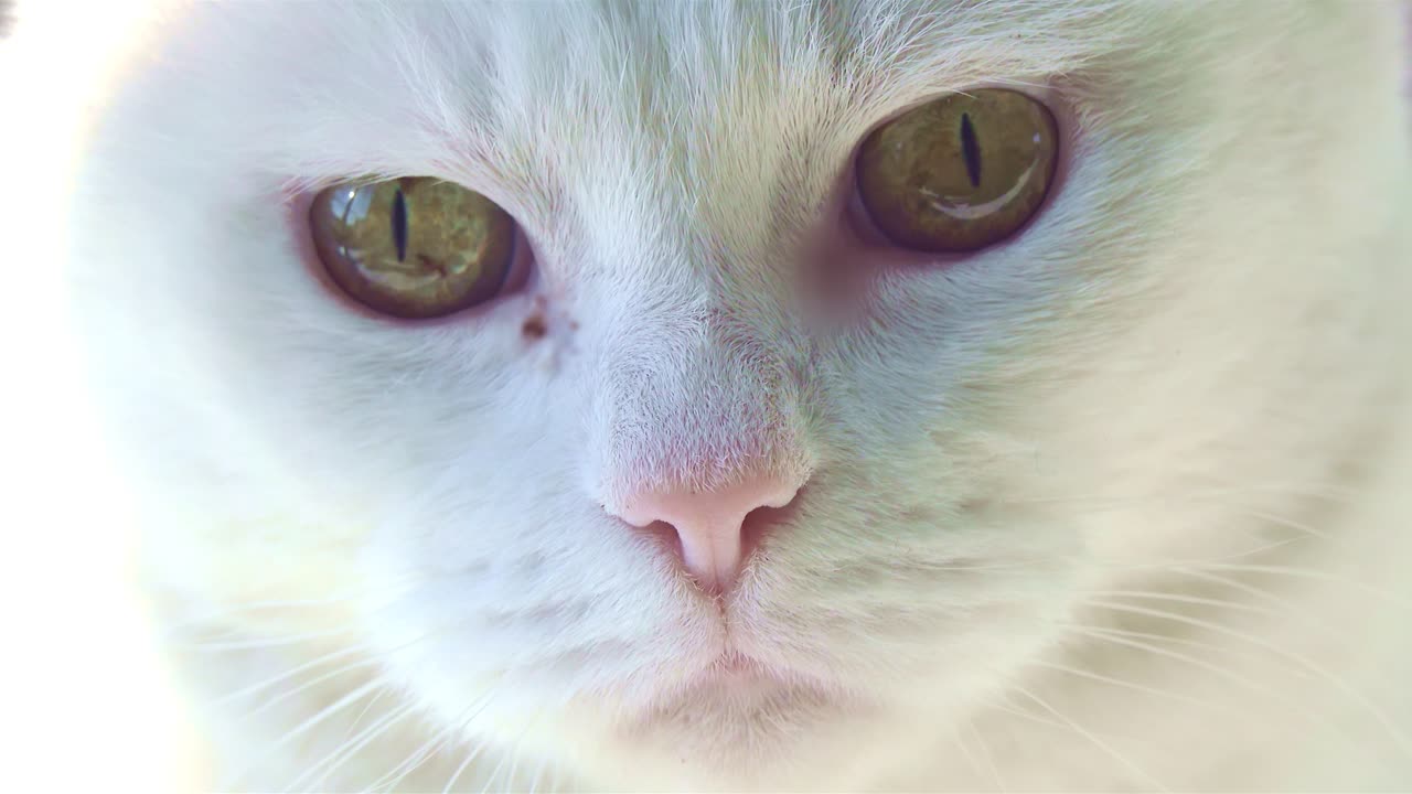 Primo piano di gatto bianco che guarda in camera.