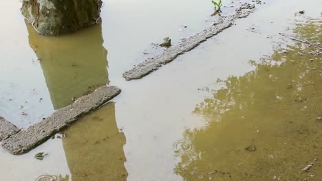 gotas de lluvia cayendo en un charco al lado de un árbol inundado de agua