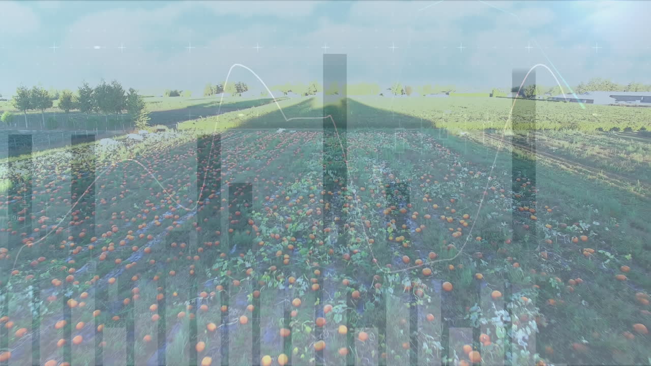 필드 바와 선 그래프