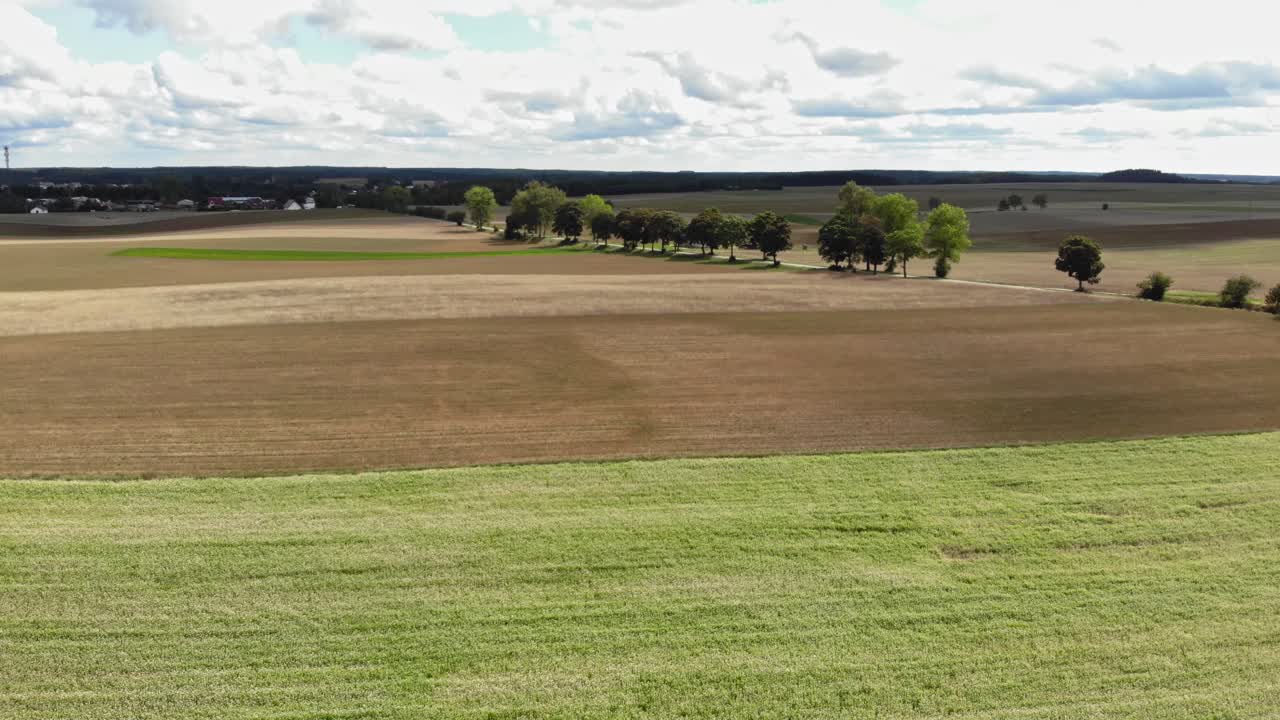 campo de trigo sarraceno visto desde un avión no tripulado ascendente volando por encima de las plantas