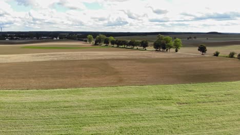 Campo-De-Trigo-Sarraceno-Visto-Desde-Un-Dron-Ascendente-Volando-Sobre-Las-Plantas