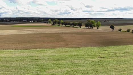 buckwheat field seen from an ascending drone flying above the plants