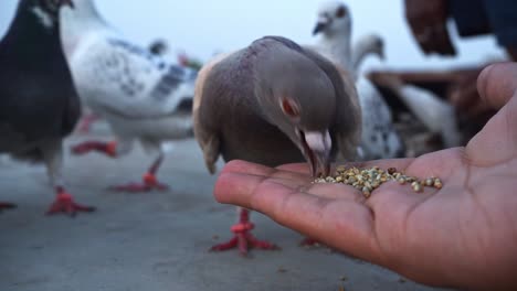 pigeon eating seeds from a man's hand - close up - slo mo