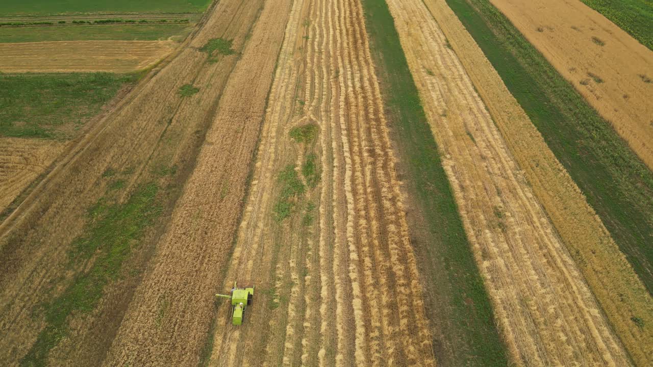 Down top drone view of a combine harvester working in a wheat field