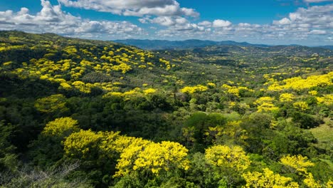 hyperlapse over the yellow trees of costa rica