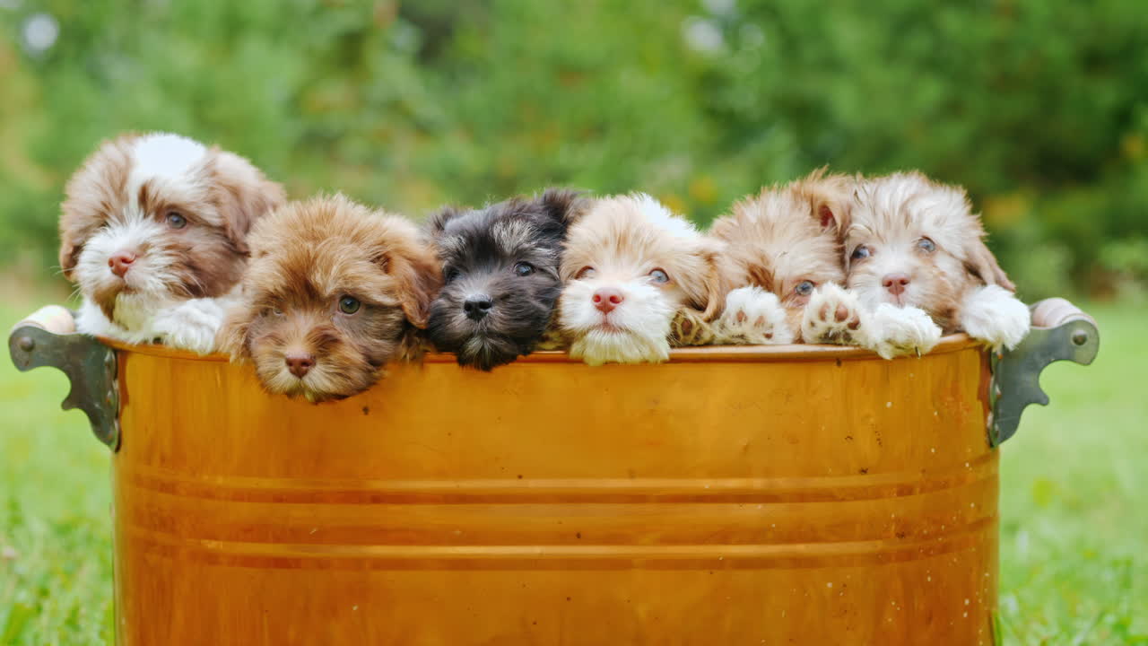 구리 양동이에 귀여운 강아지