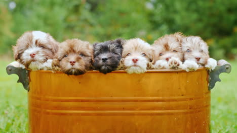 cute puppies in a copper bucket