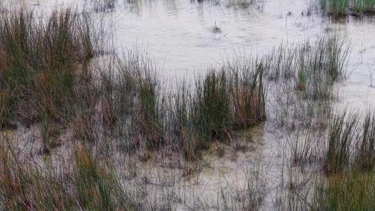 Il drone sorvola fitti ciuffi di canne palustri che crescono in acque poco profonde lungo la costa settentrionale del Michigan