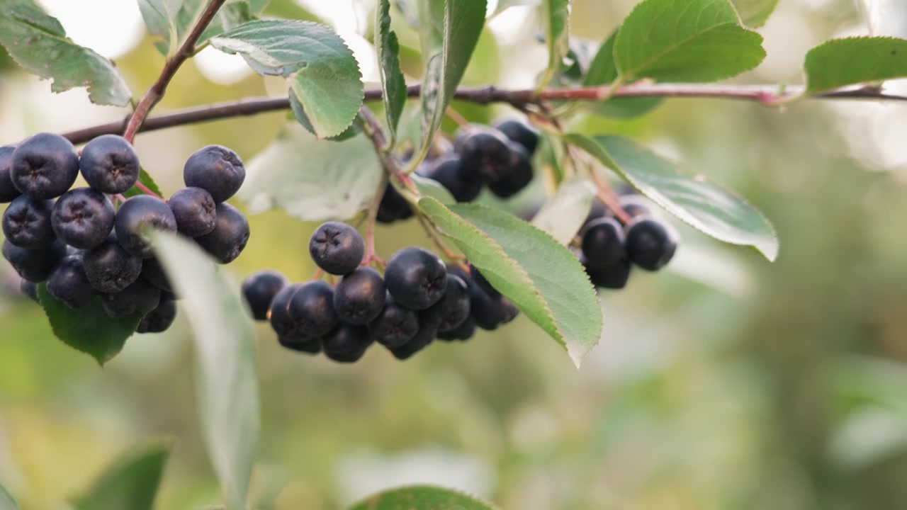 Primo piano di bacche di Aronia nere mature su un ramo