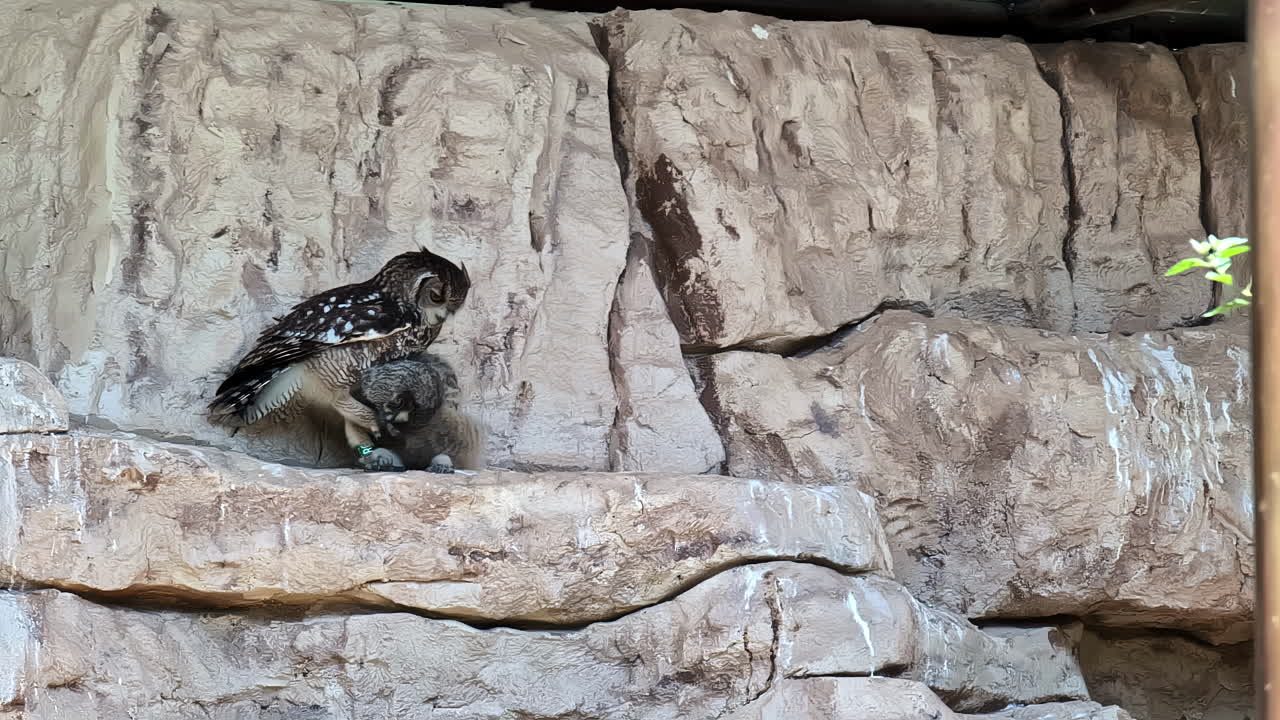 Spotted Eagle Owl cute connection, pair of owls cuddle each other, lovely couple - Attica park, Greece