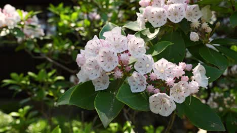 Close-up-of-flowers-softly-waving-in-wind