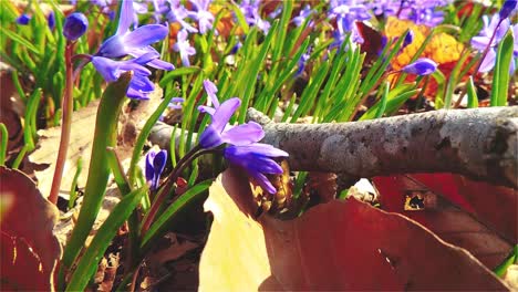 Arbeitsbiene-In-Zeitlupe-Bestäubt-Blumen-Im-Garten,-Honigbiene-Arbeitet-Mit-30-Bildern-Pro-Sekunde