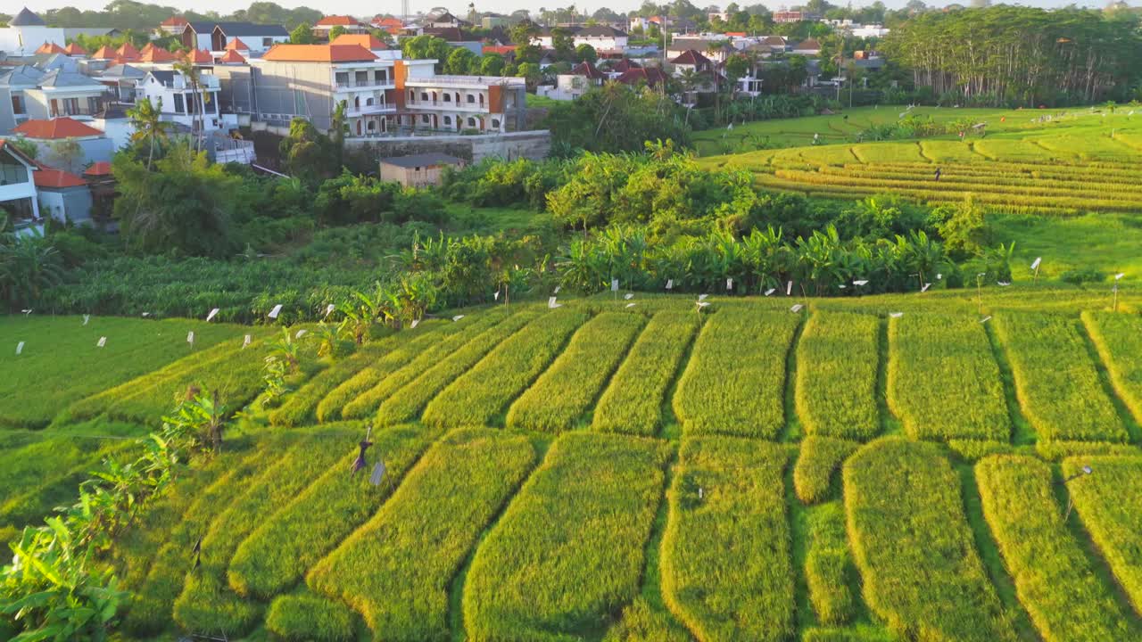 Expansive farmland scene showing tropical homes and wide rice field landscape