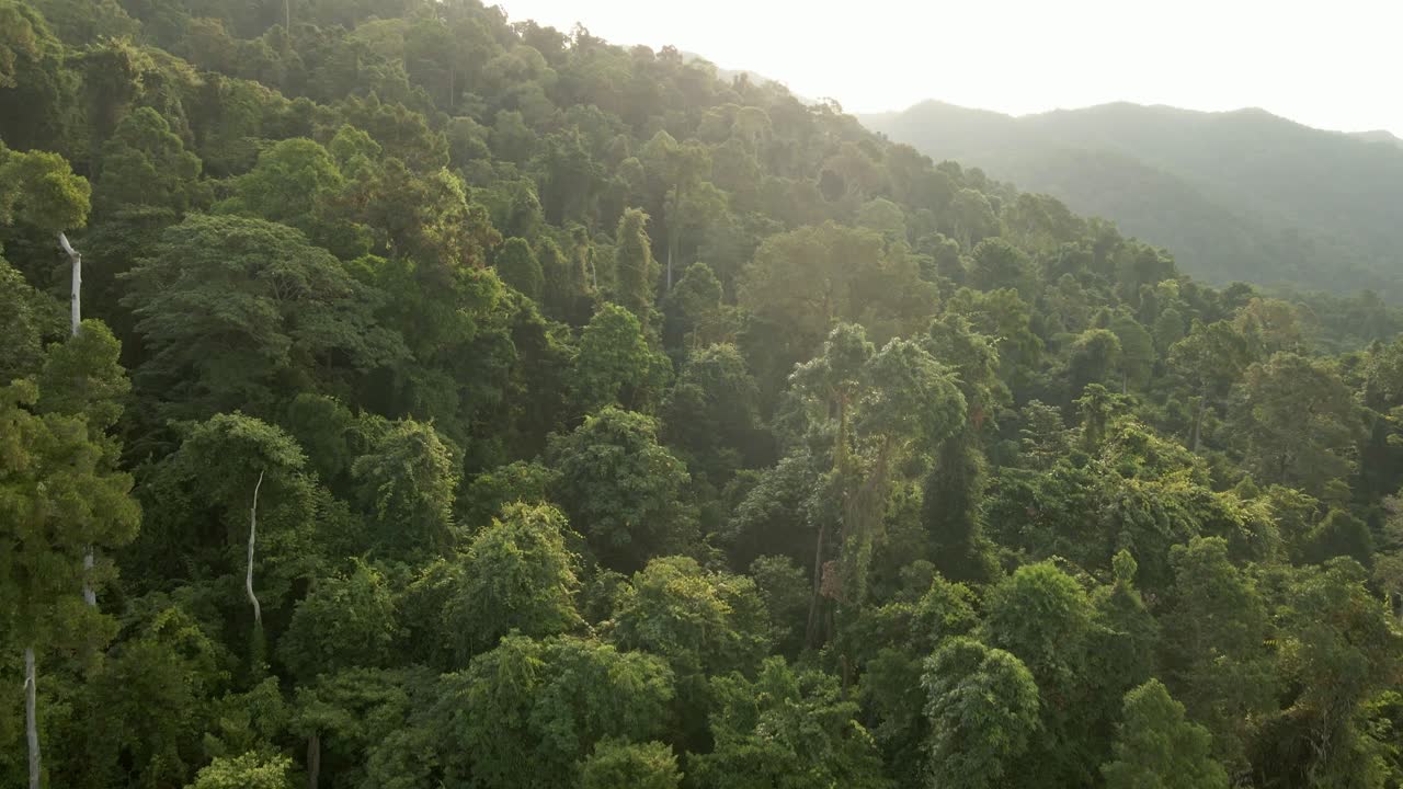 Aerial ascending shot of lush jungle rainforest at sunrise in Koh Chang, Thailand