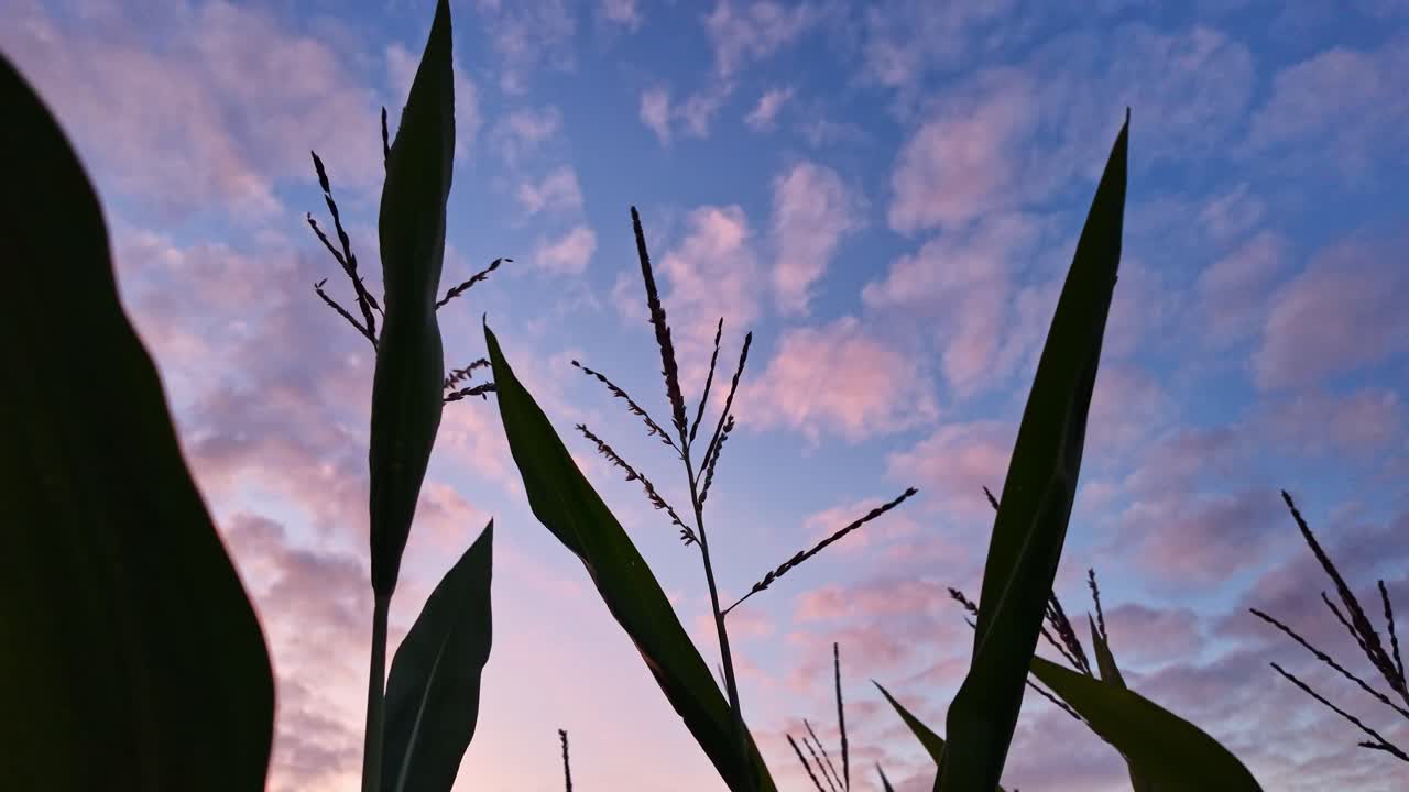 Hvedeaks svajer blidt i vinden ved solnedgang med farverig himmel i baggrunden