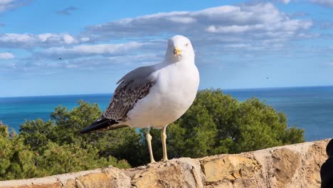 Una-Vista-Detallada-De-Una-Gaviota-Solitaria-Posada-Sobre-Una-Roca-Costera-Contra-Un-Vasto-Océano-Como-Telón-De-Fondo-Y-Un-Sereno-Cielo-Azul