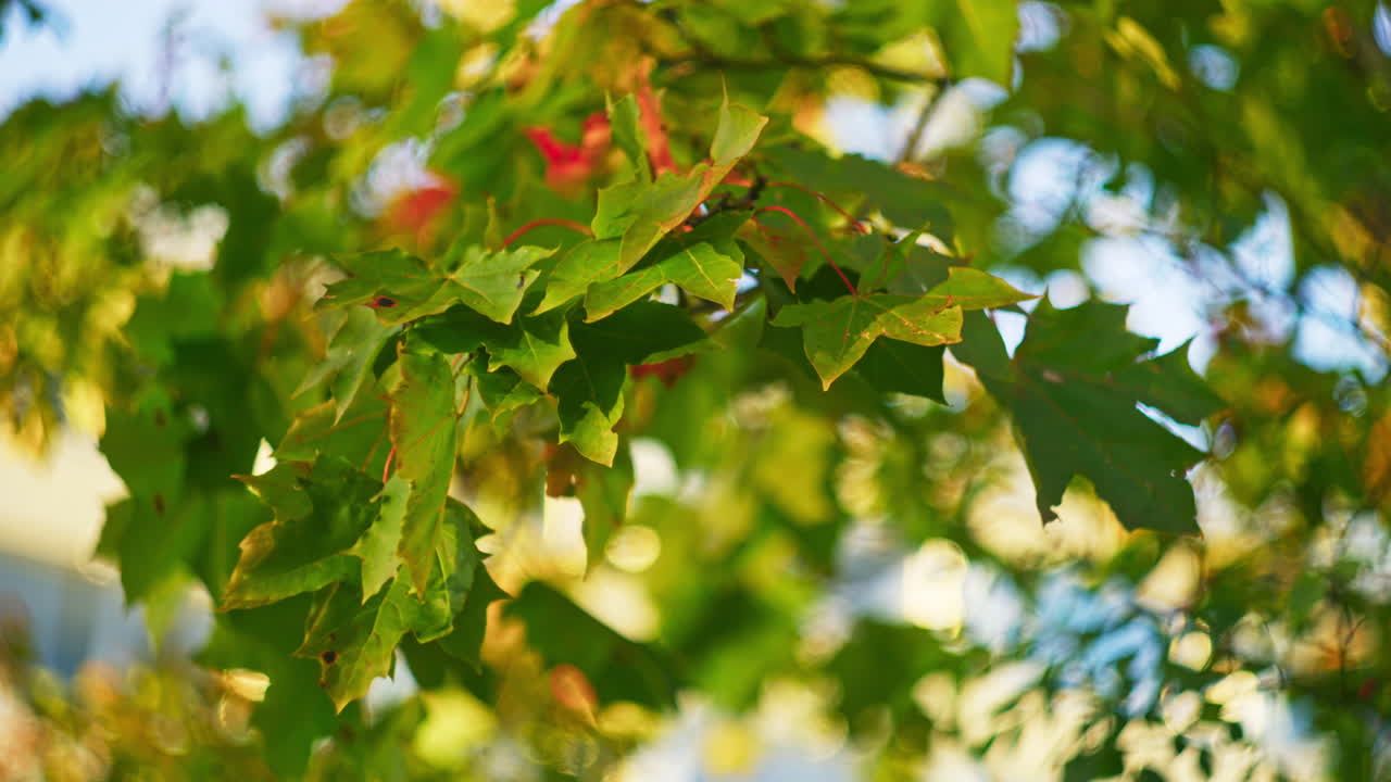 Autumn background of a maple tree's leaves gently rustling in the wind