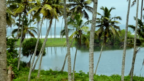 Playas-Tropicales-En-India-Kerala-Con-Cocoteros-Y-Lagos