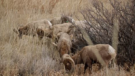 a herd of bighorn sheep grazing in garden of the gods, colorado springs, dry grass backdrop, daytime