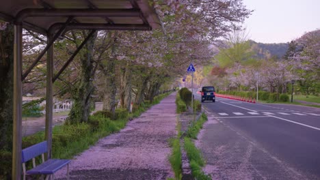 beautiful morning shot of japan in the spring, sakura cherry blossoms on road