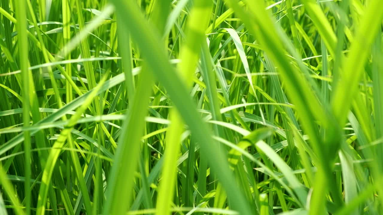 toma panorámica del primer plano de la hierba verde tropical borrosa con luz solar