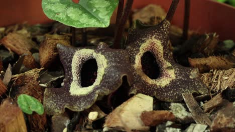 zoom sur le mouvement de la caméra avec une vue plus rapprochée d'une plante d'asarum splendens