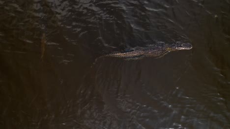 alligator swimming as fish goes behind it and then turns under water