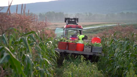 Die-Kamera-Bewegt-Sich-Auf-Einen-Traktor-Zu,-Der-Eine-Mit-Maiskörben-Beladene-Pritsche-Zieht,-Während-Der-Bauer-Sie-Auf-Der-Pritsche-Anordnet