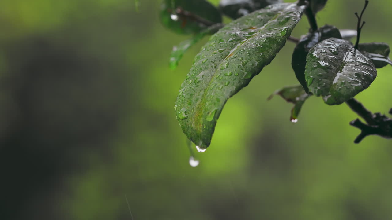 Macro shot rainfalls on green apricot leaves, blurred bokeh of green tree in the garden