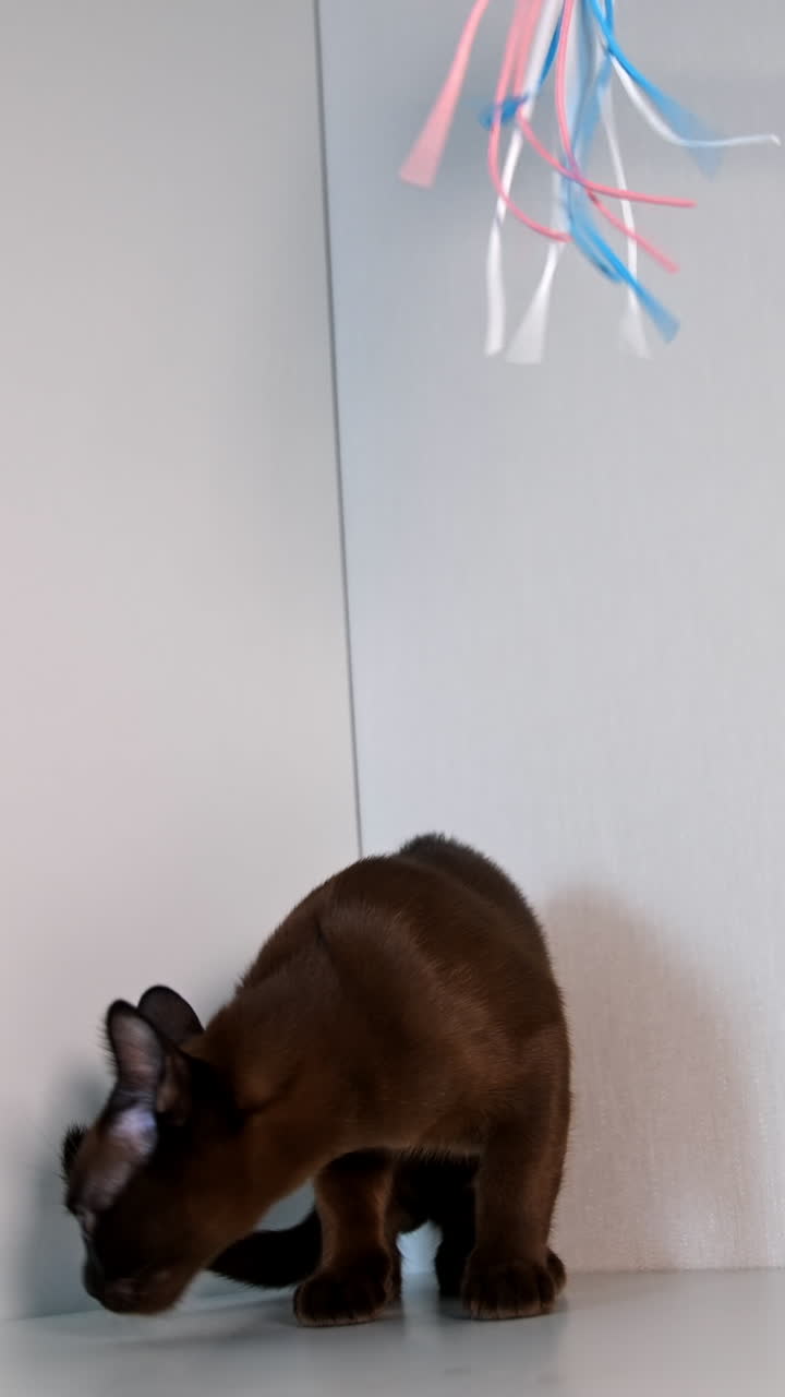Small kitten sniffs something on shelf and plays with colorful feathers. Cat curiously looks up. Front video. Vertical video