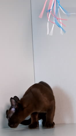 small kitten sniffs something on shelf and plays with colorful feathers. cat curiously looks up. front video. vertical video