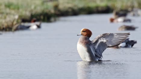 redhead ducks on a river