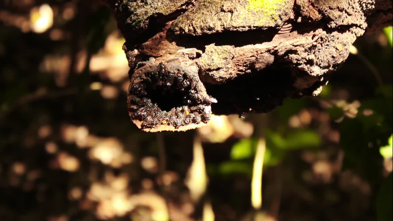 Stingless Bees Entering and Exiting Hive Entrance on Tree Branch