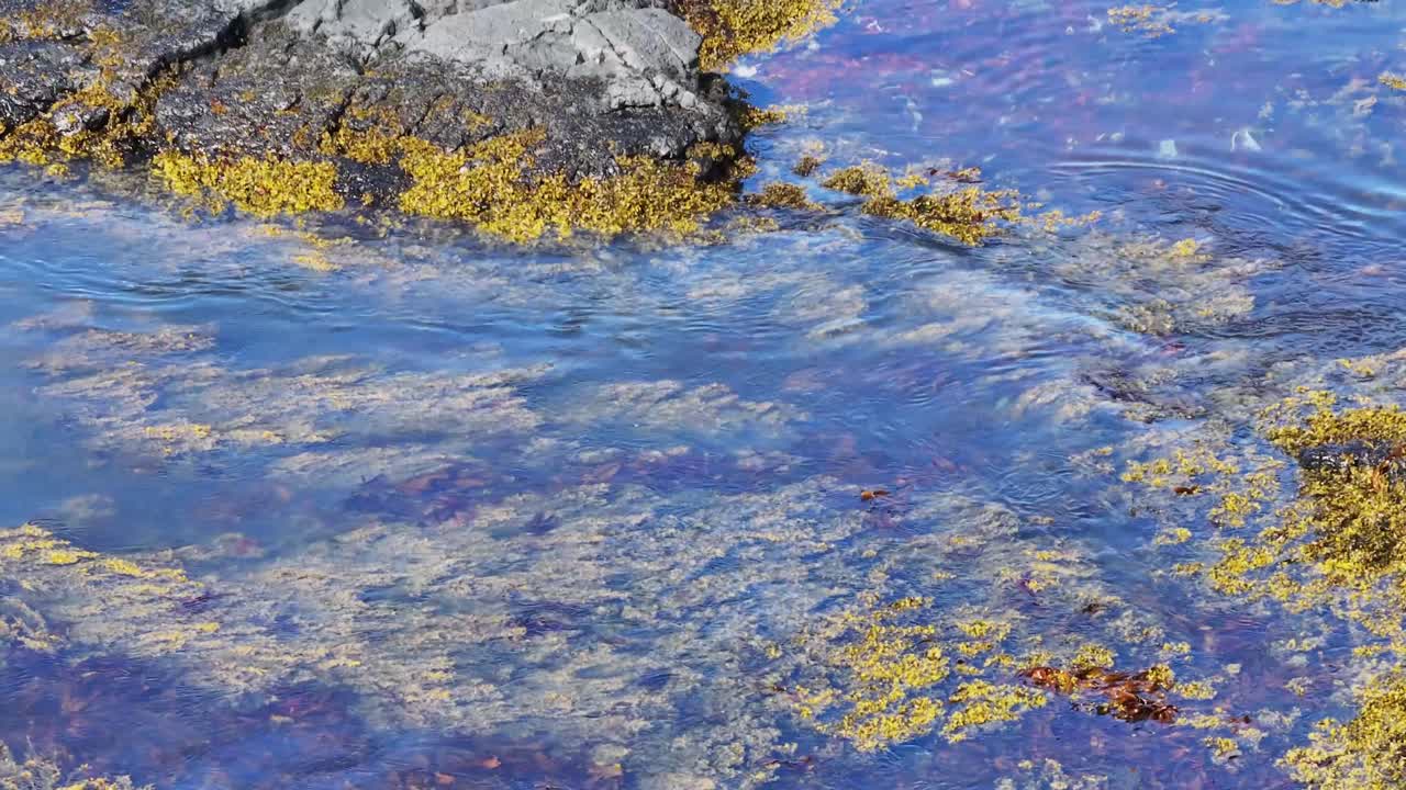 A small white and black bird swims in the clear blue water of the ocean near the shore with shallow water and seaweed on the bottom