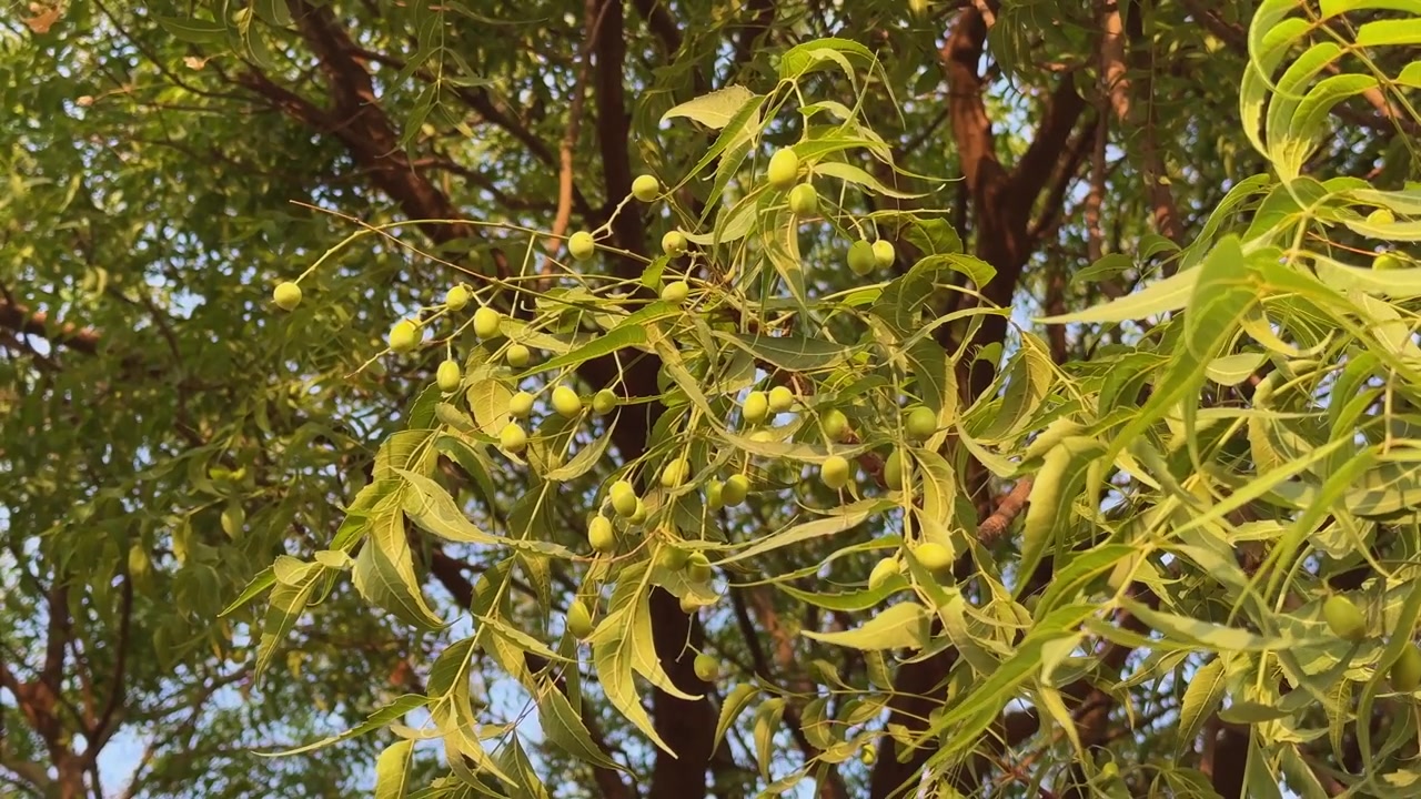 Inquadratura statica di rami di albero di neem con grappoli di frutti verdi e foglie che ondeggiano dolcemente in una leggera brezza sotto la calda luce del sole nella natura.