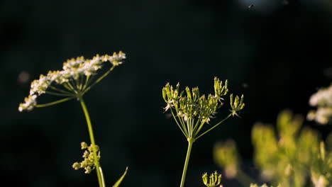 flores y moscas a la luz del sol